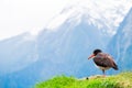 New Zealand \oystercatcher\ a Native coastal bird