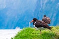 New Zealand \oystercatcher\ a Native coastal bird