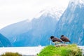 New Zealand \oystercatcher\ a Native coastal bird