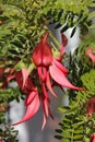 New Zealand Parrot`s bill, Clianthus puniceus, flowers Royalty Free Stock Photo