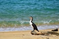 A New Zealand Pied Shag sitting on a branch on the beach. New Zealand, Abel Tasman National Park