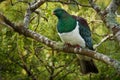 New Zealand pigeon - Hemiphaga novaeseelandiae - kereru sitting and feeding in the tree in New Zealand