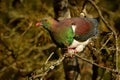 New Zealand pigeon - Hemiphaga novaeseelandiae - kereru sitting and feeding in the tree in New Zealand Royalty Free Stock Photo