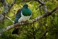 New Zealand pigeon - Hemiphaga novaeseelandiae - kereru sitting and feeding in the tree in New Zealand. Green endemic pigeon Royalty Free Stock Photo