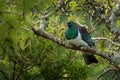 New Zealand pigeon - Hemiphaga novaeseelandiae - kereru sitting and feeding in the tree in New Zealand Royalty Free Stock Photo