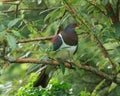 New Zealand Pigeon in Tree