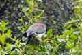 A New Zealand Pigeon in the Wilds