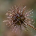 New Zealand Piripiri Acaena microphylla, spiky seed head in a close-up Royalty Free Stock Photo