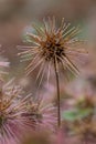 New Zealand Piripiri Acaena microphylla, a spiky seed head in close-up Royalty Free Stock Photo