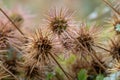 New Zealand Piripiri Acaena microphylla, spiky seed heads