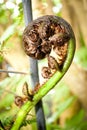 New Zealand Ponga Fern Royalty Free Stock Photo