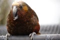Detail of a parrot Kaka New Zealand
