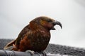 Kaka parrot with open long beak