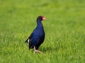 New Zealand Pukeko, the purple swamphen