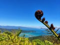 New Zealand punga fern uncurling in front of ocean veiws Royalty Free Stock Photo