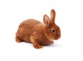 New Zealand purebred red baby rabbit on white tablecloth Royalty Free Stock Photo