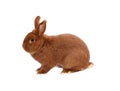 New Zealand purebred red rabbit on white background Royalty Free Stock Photo