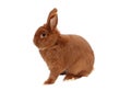 New Zealand purebred red rabbit on white background. Closeup Royalty Free Stock Photo