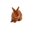New Zealand purebred red rabbit on white cloth Royalty Free Stock Photo