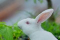 new zealand rabbit baby, new zealand little rabbit, rabbit in hand, cute new zealand rabbit Royalty Free Stock Photo