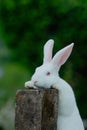 new zealand rabbit baby, new zealand little rabbit, rabbit in hand, cute new zealand rabbit Royalty Free Stock Photo