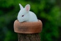 new zealand rabbit baby, new zealand little rabbit, rabbit in hand, cute new zealand rabbit Royalty Free Stock Photo