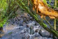 New Zealand rain forest dense and dark