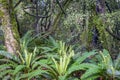 New Zealand rain forest dense and dark