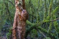 New Zealand rain forest dense and dark