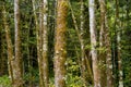 New Zealand, Rain forest Fantail Falls Royalty Free Stock Photo