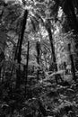 New Zealand, rain forest Franz Josef glacier view road Royalty Free Stock Photo