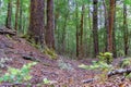 In New Zealand rain forest