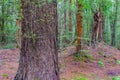 In New Zealand rain forest