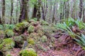 In New Zealand rain forest