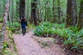 In New Zealand rain forest