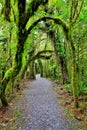 New Zealand rain forest in Westland National Park Royalty Free Stock Photo