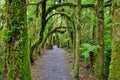 New Zealand rain forest in Westland National Park Royalty Free Stock Photo