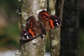 New Zealand red admiral butterfly, vanessa gonerilla, sunbathing