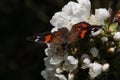 New Zealand red admiral butterfly, vanessa gonerilla on cherry blossom