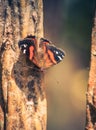 The New Zealand red admiral Vanessa gonerilla