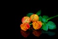 New zealand red apples and caribbean orange roses reflections on dark background