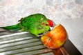 New Zealand red-crowned parrot Cyanoramphus novaezelandiae pecks Apple. Food and diet of birds in captivity