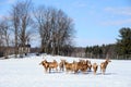 New Zealand red deer, Red deer are ruminants, characterized by an even number of toes, and a four-chambered stomach.