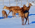 New Zealand red deer