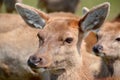 New Zealand red deer Royalty Free Stock Photo