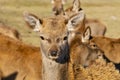 New Zealand red deer Royalty Free Stock Photo