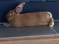 New Zealand Red rabbit Royalty Free Stock Photo