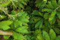 Top down view of ferns in New Zealand growing in Redwood forest, Rotorua