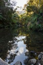 New Zealand River running through forest Royalty Free Stock Photo