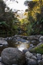 New Zealand River running through forest Royalty Free Stock Photo